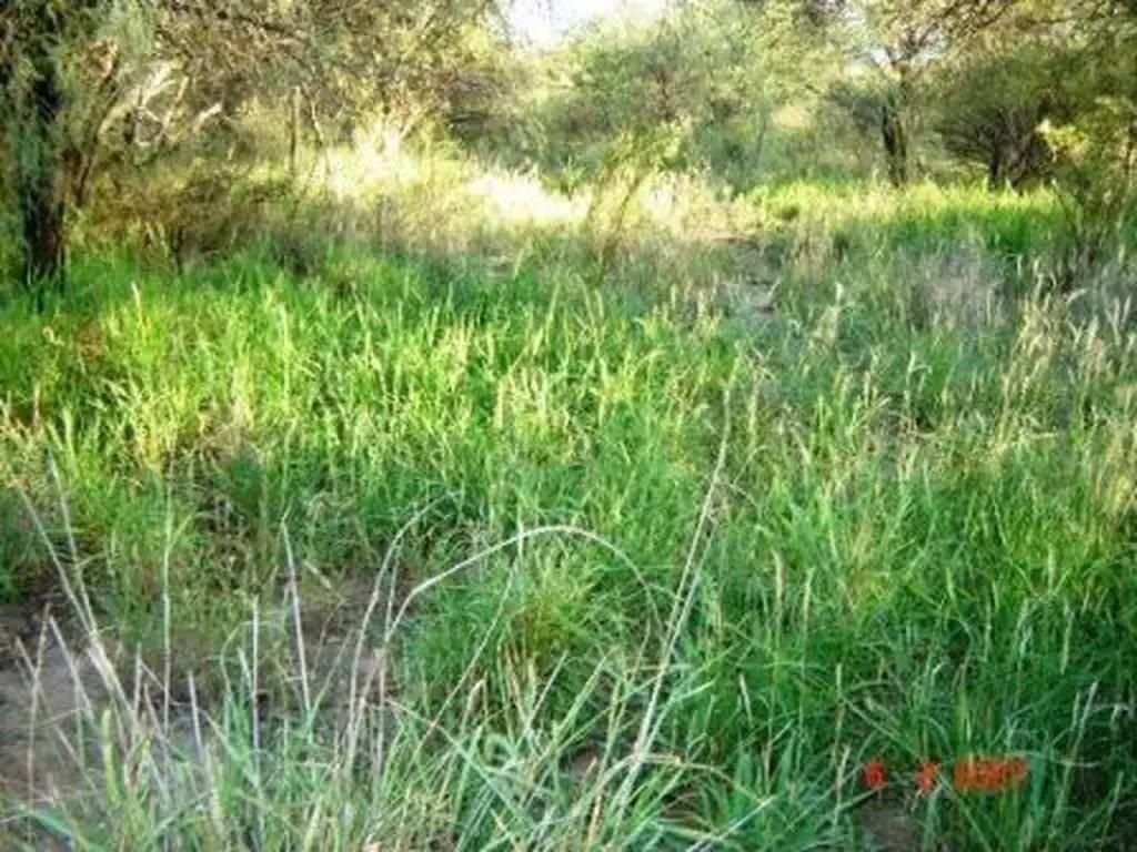 Un Campo Para No Perder 635 Ha con Acuifero. Oportunidad