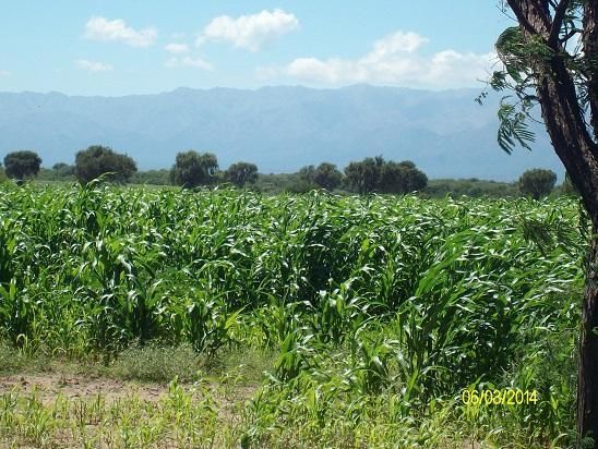Excelente Campo en La Zona Mas Humeda de San Luis Capìtal, Ganadero. Financiado